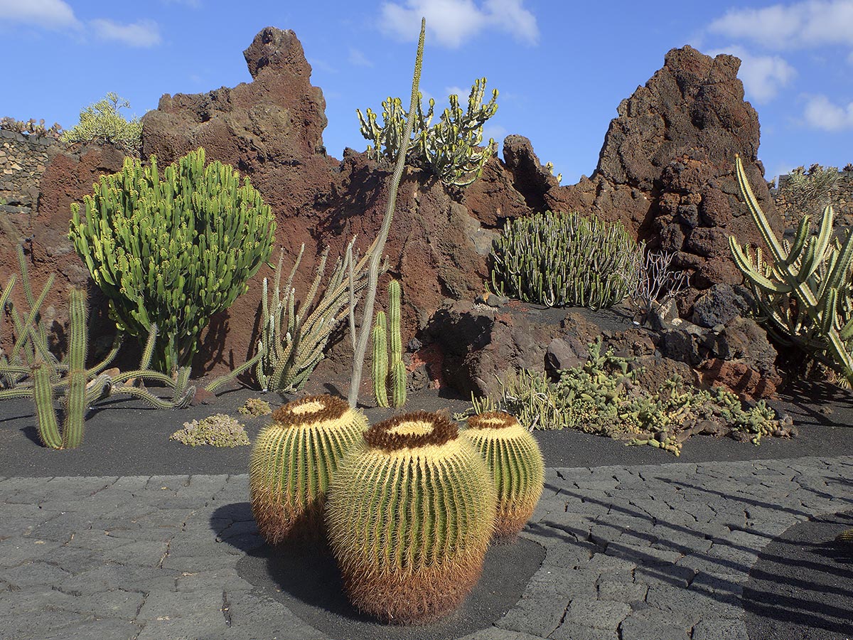 Distintos tipos de cactus con paisaje volcánico en Jardín de Cactus
